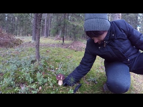 Видео: Поход с сестрой по грибы Боровички моховички