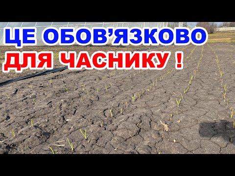 Видео: Перші роботи на часнику весною ! Вирощування часнику від а до я