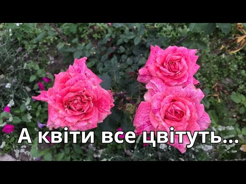Видео: А квіти все цвітуть...