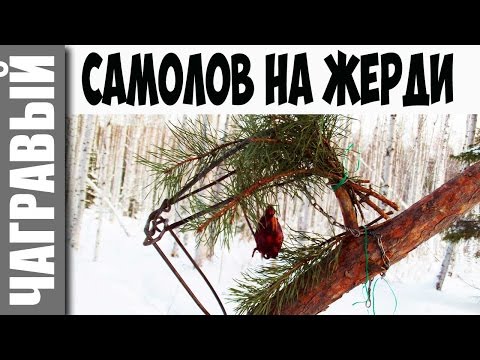 Видео: На куницу и соболя капканами | установка кулемки на наклонной жерди I Marten trapping in Russia