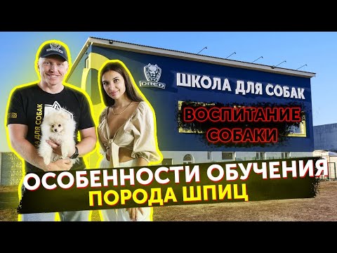 Видео: Дрессировка маленьких пород | Померанский шпиц | Можно ли учить маленьких собак