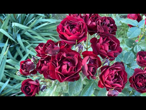 Видео: Неймовірно гарна трояндова гостьова прогулянка. Нові та старі знайомі нам сорти, з чим поєднати