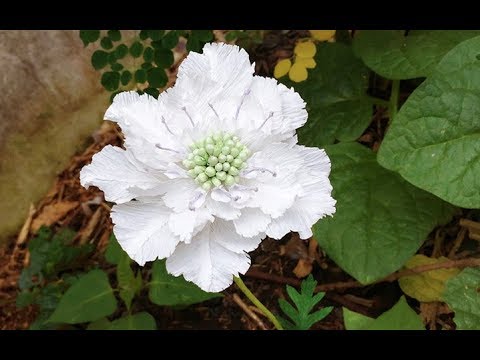 Видео: ABC TV | Как сделать цветок Scabiosa из крепированной бумаги - учебник по ремеслу