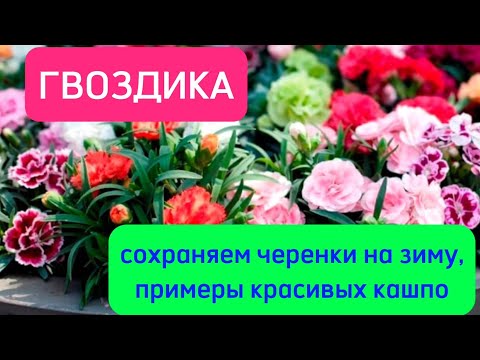 Видео: Черенкование гвоздики,примеры красивых кашпо.