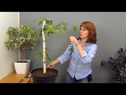 Видео: Бонсай из березы (ч.2).