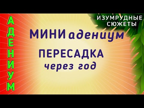 Видео: МИНИ АДЕНИУМ.  Пересадка МИНИ Адениума Через Год.