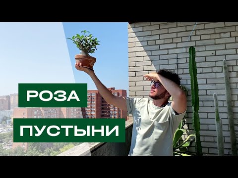 Видео: АДЕНИУМ, ИСЦЕЛЕНИЕ ЗА 20 ДНЕЙ