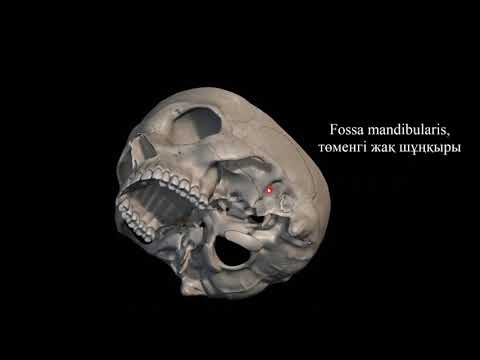 Видео: Бас қаңқасы. Күмбезі. Сыртқы негізі. Сүйекті таңдай.