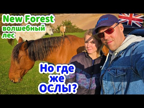 Видео:  NEW FOREST 🌳 Волшебный лес Англии 🇬🇧| Невероятные пейзажи и атмосфера сказки