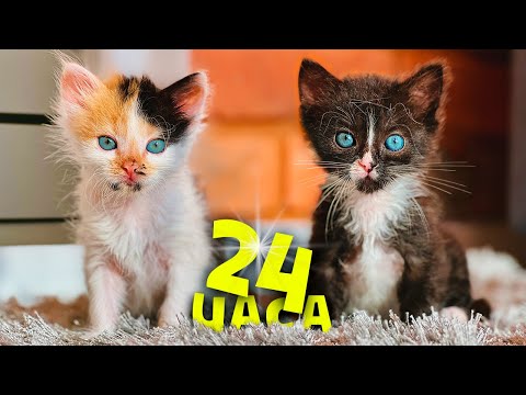 Видео: 24 часа с новорожденными котятами и нашими домашними животными / SANI vlog