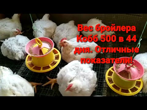 Видео: Вес бройлера Кобб 500 в 44 дня / Как я выращиваю бройлеров