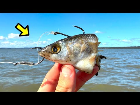 Видео: «СВЕЖАЯ» наживка, перед которой не может устоять гигантская рыба!