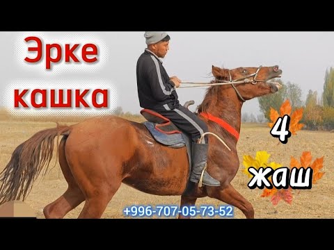 Видео: Эрке деп эркекче айтты