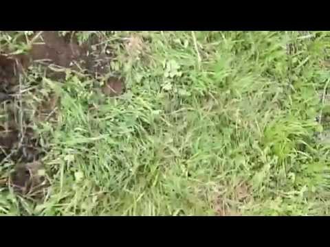 Видео: Xp deus настройка на глубину штык фискаря
