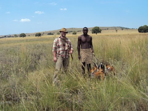 Видео: Басенджи. особенности содержания и ухода.