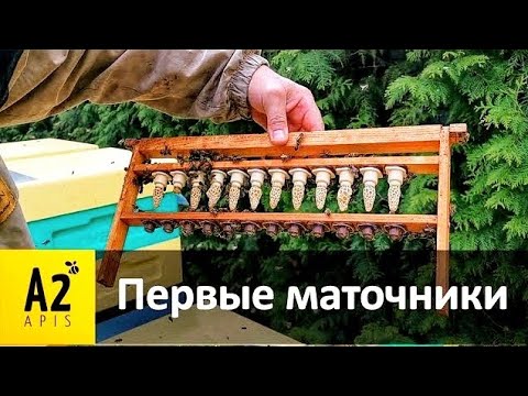 Видео: #Матки от #А2Апис - элементы нашей технологии