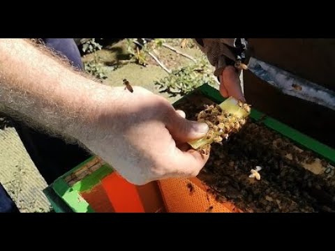 Видео: От А до Я. Пошаговая инструкция подсадки маток ИО.