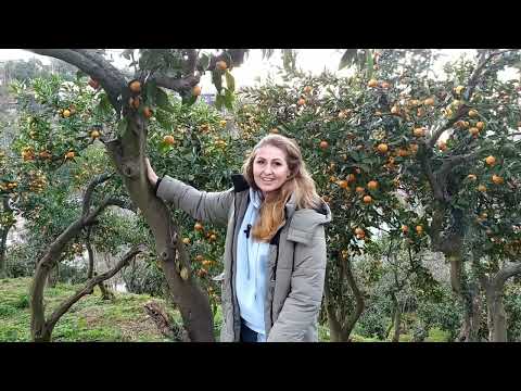 Видео: МАНДАРИН  БОЛЬШОЙ ВЫПУСК!!!