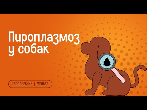 Видео: Пироплазмоз у собак: симптомы, диагностика и профилактика | Ветеринарный центр МЕДВЕТ