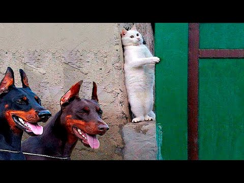Видео: Я РЖАЛ ДО СЛЕЗ 😹 СМЕШНЫЕ КОШКИ И СОБАКИ | СМЕШНЫЕ ЖИВОТНЫЕ 2023 😹 ЛУЧШИЕ ПРИКОЛЫ #83