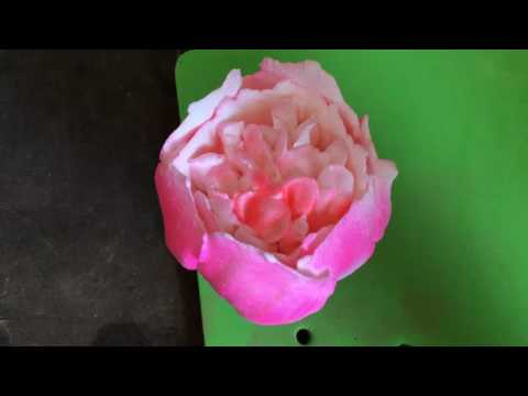 Видео: КАК СДЕЛАТЬ ПИОН ИЗ КРЕМА