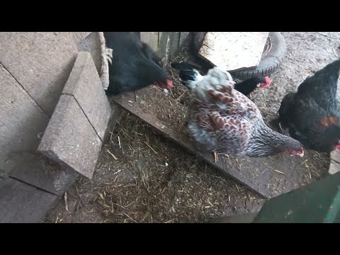 Видео: Снова утро, снова хозяйство и мысли в слух..🐓🫣