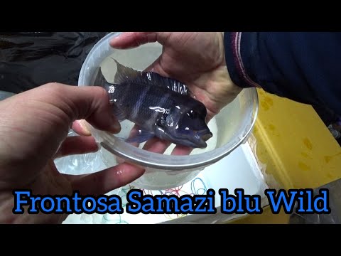 Видео: Frontosa blue Samazi. Наконец-то приехали мои дикари🐟🐟🐟👍