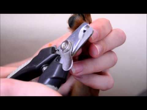 Видео: Салон для той-терьера (как стричь когти)