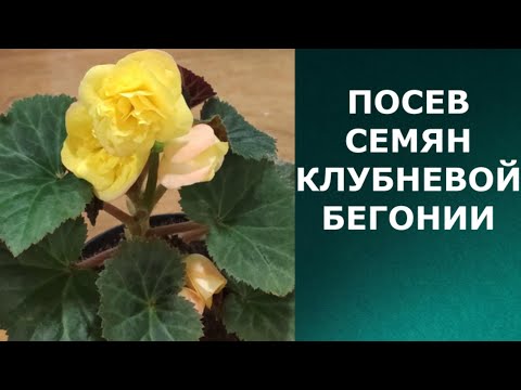 Видео: Посев семян клубневой бегонии.