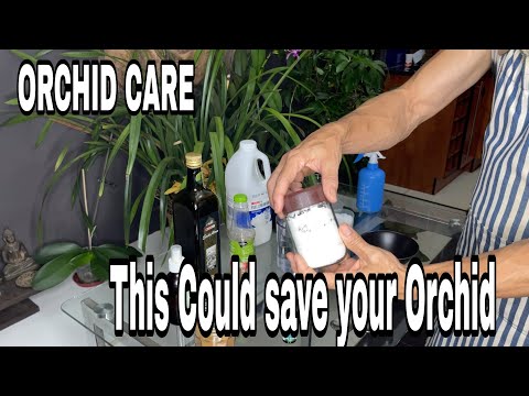Видео: 7 простых способов лечения грибка орхидеи в домашних условиях