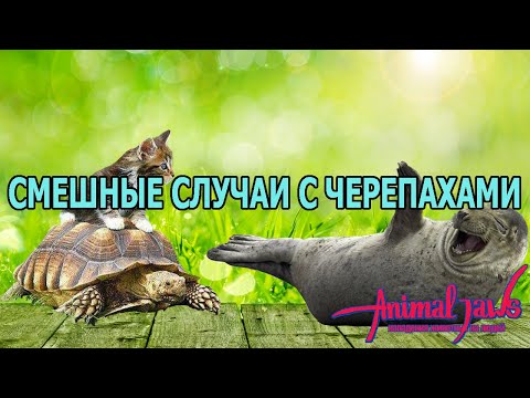 Видео: Смешные случаи с черепахами. Черепахи атакуют людей.