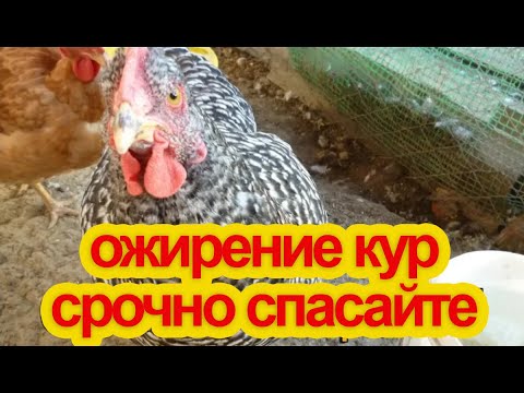 Видео: Ожирение у кур, что делать?Смертельно ли это?