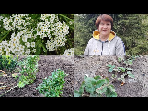 Видео: Планую стінку з туй,як я це роблю?Висаджую самшит.