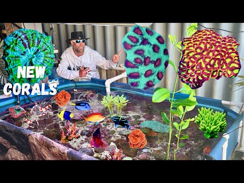 Видео: Покупка НОВЫХ КОРАЛЛОВ 2 в местных рыбных магазинах #localfishstore #localfishshop