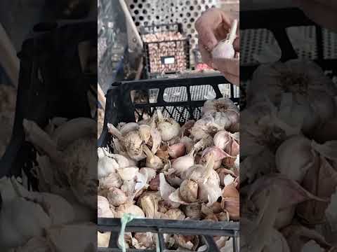 Видео: 🔥Простий спосіб розділити часник на зубки👌