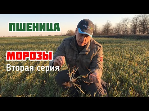 Видео: Осмотр пшеницы после второй серии морозов