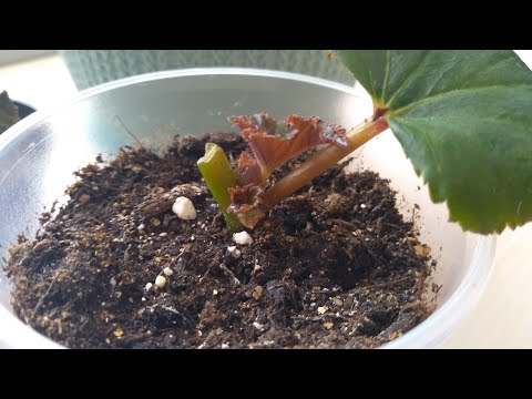 Видео: Размножение Бегонии листом.