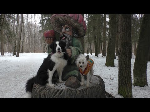 Видео: Собака на улице не выполняет команды. Что делать? / Дрессировка собак
