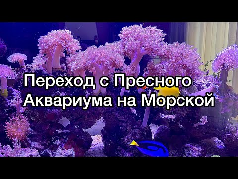 Видео: Морской Аквариум | Переход с Пресного Аквариума на Морской | Морские Кораллы | Морские рыбки .