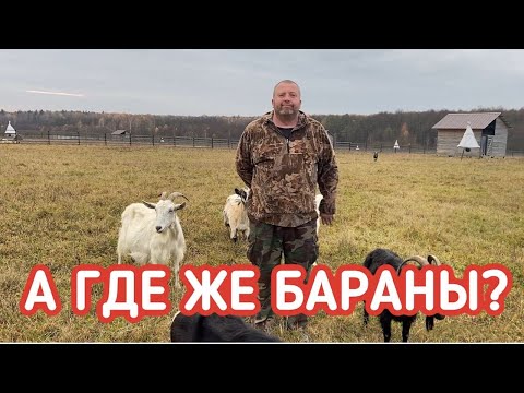 Видео: Козы или бараны? Каких животных разводить на даче?