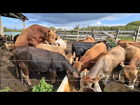 Видео: Сенокос продолжается. Помесный скот костромской и лимузинской породы КРС.