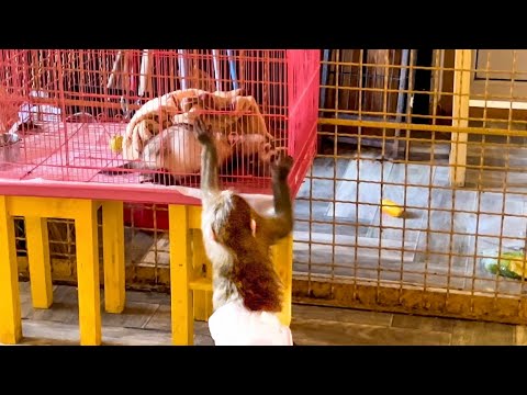 Видео: Я ОТХОЖУ ПОСЛЕ ПОБЕГА Лорика, а Анфиса показывает мне, как ОНА ОТКРЫВАЛА КЛЕТКУ! 