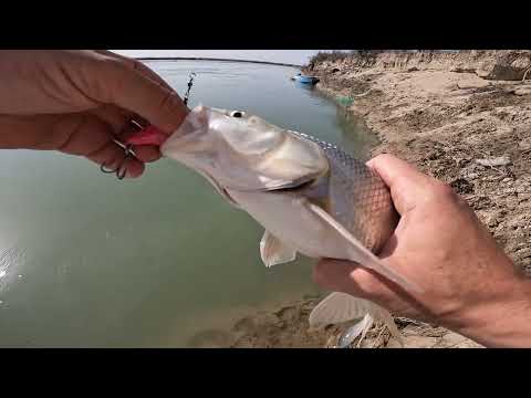 Видео: Рыбалка на весеннего жереха р. Или перед нерестовым запретом