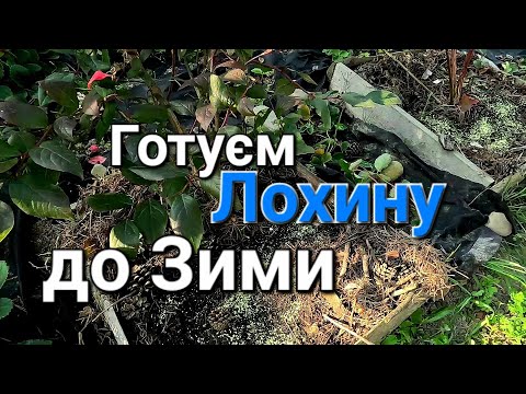 Видео: Догляд за Лохиною перед Зимою | Лохина вирощування та догляд @Моя Дача, Сад, Город та Все Довкола Них