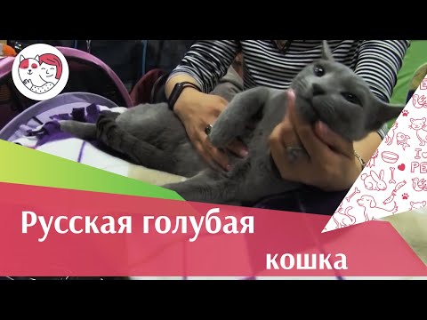 Видео: Русская голубая  порода  кошек на  ilikepet