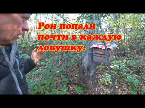 Видео: ПОЧТИ В КАЖДОЙ ЛОВУШКЕ РОЙ, СНИМАЮ И ВЕЗУ ДОМОЙ.  Часть №2.