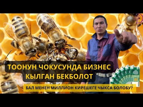 Видео: Жайлоодо бизнес кылган ААРЫКЕЧ
