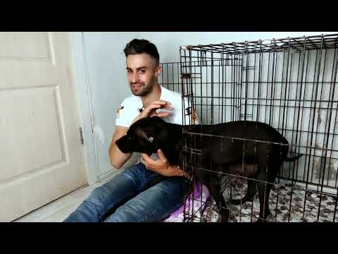 Видео: РОДЫ ПИТБУЛЯ БЕРТРУДЫ!!!  СУПЕР ЩЕНКИ!