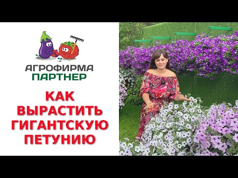 Видео: КАК ВЫРАСТИТЬ ГИГАНТСКУЮ ПЕТУНИЮ