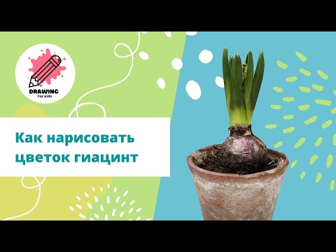 Видео: Как нарисовать цветок гиацинт. Урок рисования для детей и взрослых